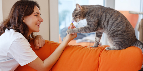 The Ultimate Guide to Cat Sitting: Ensuring Purr-fect Care for Your Feline Friend